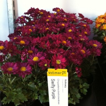 Miniaturowe odmiany chryzantem prezentowała firma Volmary ("Swifty Purple'