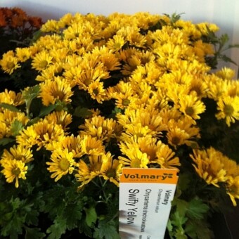 Odmiana 'Swifty Yellow' z oferty f. Volmary, fot. 6-8 Leszek Fudali