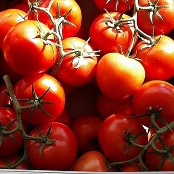 Pomidor całogronowy Endeavour RZ F1, fot. 1-3 RZ