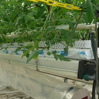 Doświadczenie w uprawie pomidorów ze zmniejszonym zużyciem energii 