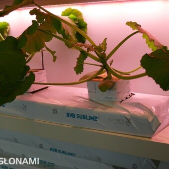 Mata BVB Sublime, ze nowego rodzaju poliuretanu Polygrow, fot. 1-12 A. Wize