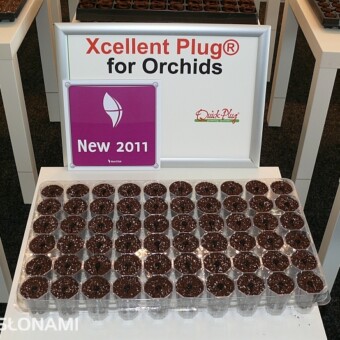 Kokosowo-torfowe koreczki Quick-Plug do ukorzeniania falenopsisu