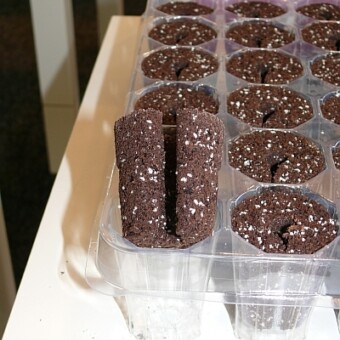 Rozcięcie w koreczkach ułatwia umieszczanie w nich korzeni falenopsisu