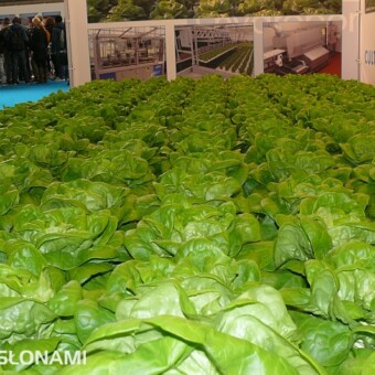 Sałata uprawiana w systemie Dry Hydroponics