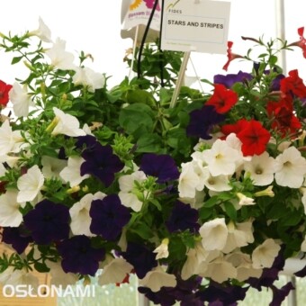 Zestaw Stars and Stripes różnych odmian petunii z grupy Fortunia