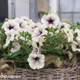 Petunia 'Silver Vein' - nowa odmiana z grupy Fortunia
