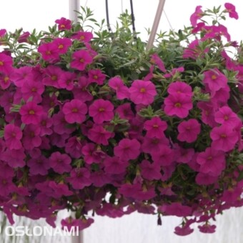 Odmiana 'Pink' z nowej grupy Lindura kalbrachoi (Calibrachoa sp.)