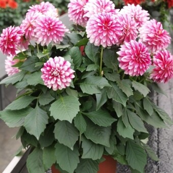 'Cherish Pink' - nowość z grupy Hypnotica Dahlinova