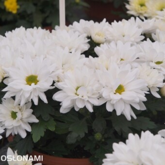 Chryzantema 'Breeze Frost'