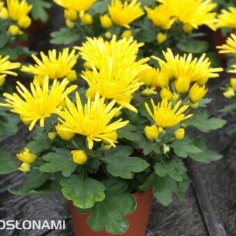 'Splash Yellow', fot. 1-10 AC