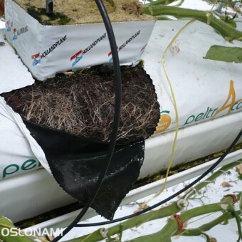 System korzeniowy roślin w podłożu torfowo-kokosowym