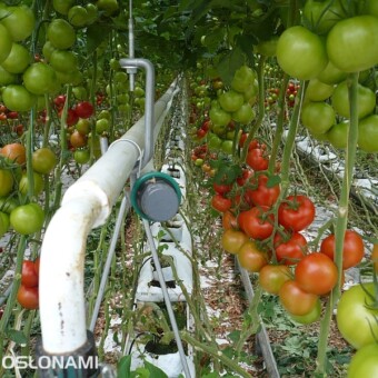 Uprawa pomidorów całogronowych w gospodarstwie Tomaholic BV