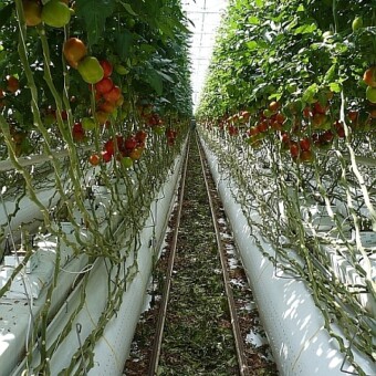 Uprawa pomidorów w szklarni półzamkniętej grupy Prominent w Groeneweg