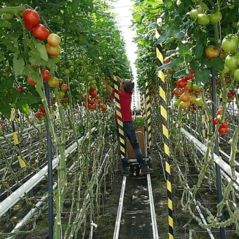 Tradycyjna uprawa pomidorów w belgijskiej szklarni doświadczalnej w Kriushoutem 