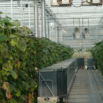 W gospodarstwie produkującym ogórki (De Cirkel Cucumber Nursery) przed zakończeniem sezonu
