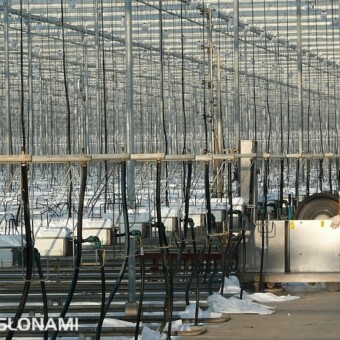 W szklarniach Gebr. Zwinkels Tomato Nursery