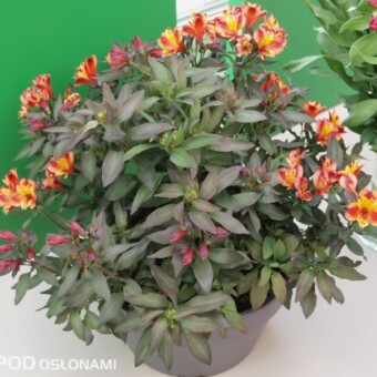 Alstremeria 'Indian Summer z firmy Hilverda Kooij B.V., fot 1, 2 AC 