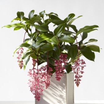 Medinilla Florinilla 'Bella' z firmy Hilverda Kooij b.v., fot. Hilverda