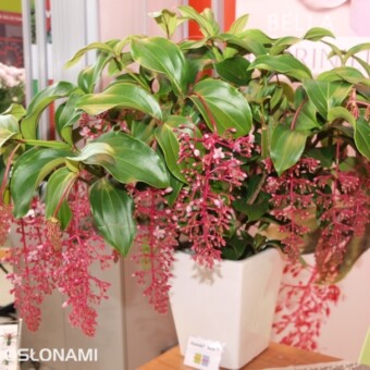 Medinilla Florinilla 'Bella' z firmy Corn. Bak B.V. 