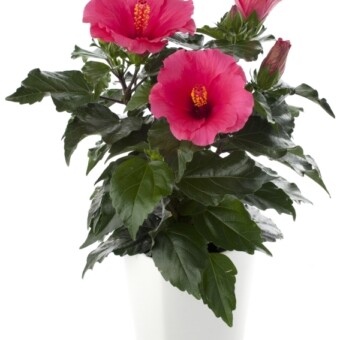 Hibiscus rosa-sinensis HibisQs® LongiFlora™ JUNO, fot. 1-10 Floradani Marketing A/S