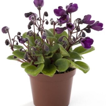 Saintpaulia ionantha ‘Bells’