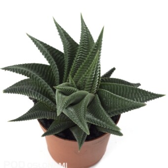 Haworthia ‘Green Sun’