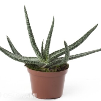 Gasteria ‘Pulchel’