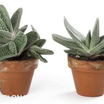 Gasteria ‘Smokey’