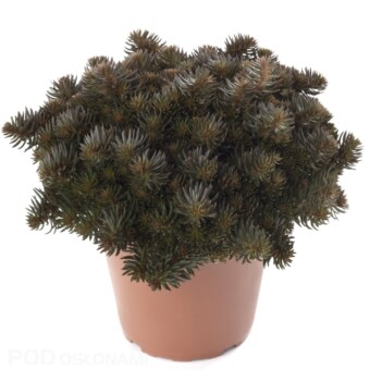 Sedum hakonense 'Chocolate ball'