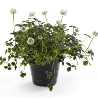 Trifolium 'Josephine