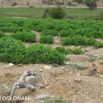 Uprawy pomidorów w Iranie są nawadniane - fragment instalacji