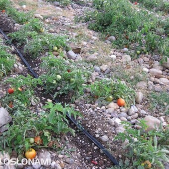 Większość pól uprawnych jest mocno zakamieniona