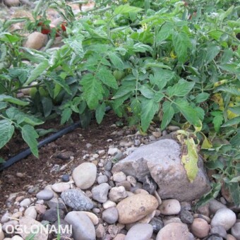 Pomidory uprawia się w trudnych warunkach - np. na wąskim pasku ziemi między kamieniami