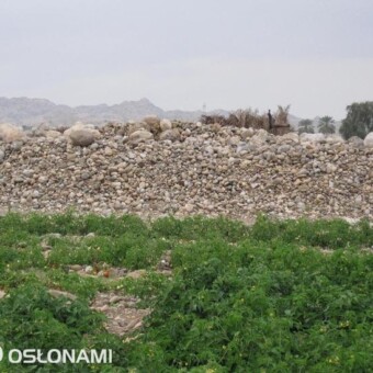 Typowy krajobraz w rejonie uprawy - w tle kamienie usunięte z pola 