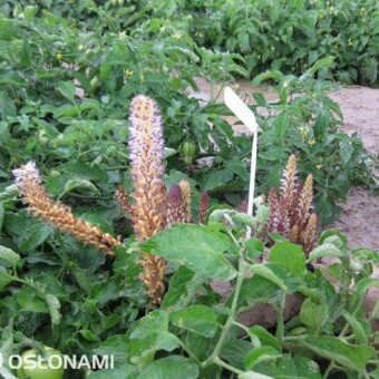 Zaraza (Orobanche sp.)- bezzieleniowa roślina pasożytująca na pomidorach