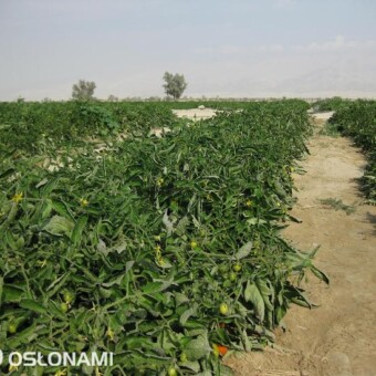 Plantacja na polu piaszczystym