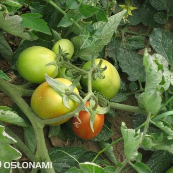 Pomidory typu saladette przeznaczone są na zaopatrzenie rynku warzyw świeżych