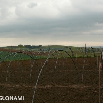 Robert Lipowiecki zaczyna uprawę w tunelach igołomskich we wczesnych terminach 