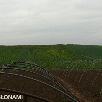Na pierwszym planie konstrukcja nowych tuneli, w tle - kapusta pekińska do przechowywania
