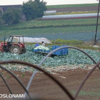 Ogrodniczy krajobraz okolic igołomi - przygotowania tuneli na nowy sezon, zbiory warzyw do przechowywania, na dalszym planie chryzantemy przed wstawieniem do tuneli 