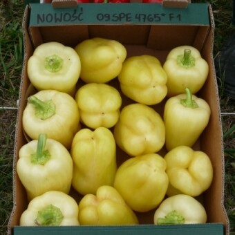 Na stoisku firmy Rol-Spec prezentowano m.in. paprykę testowaną pod numerem 09 SPE 4765 F1