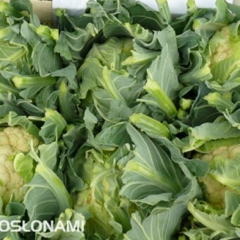 Kalafior Telergy F1 - nowa propozycja z firmy Enza Zaden