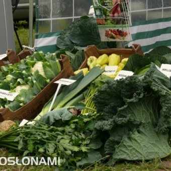 Odmiany warzyw firmy Bejo Zaden na stoisku Jacka Lutego