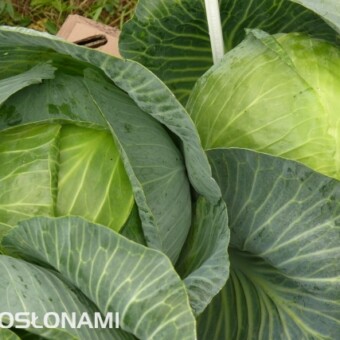 Wczesna kapusta Excalibur (Bejo Zaden) 