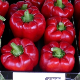 Papryka Abadia F1 (z hodowli f. Fito Semillas) na stoisku firmy Toma Seeds