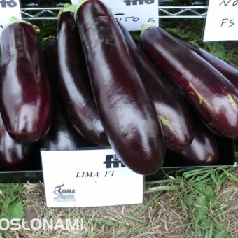 Nowa oberżyna Lima F1 o atrakcyjnym kształcie owoców z hodowli firmy Fito Semillas (Toma Seeds) 