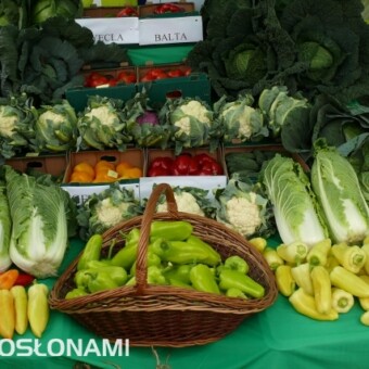 Warzywa hodowli firmy Syngenta 