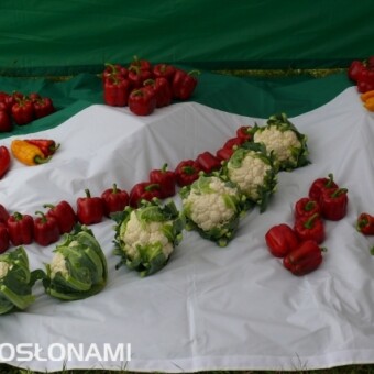 Oryginalna ekspozycja odmian warzyw hodowli firmy HM Clause