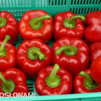 Ruberto F1 - papryka z oferty firmy Nickerson-Zwaan