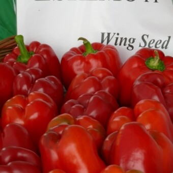 Eskimo F1 (Wing Seeed)